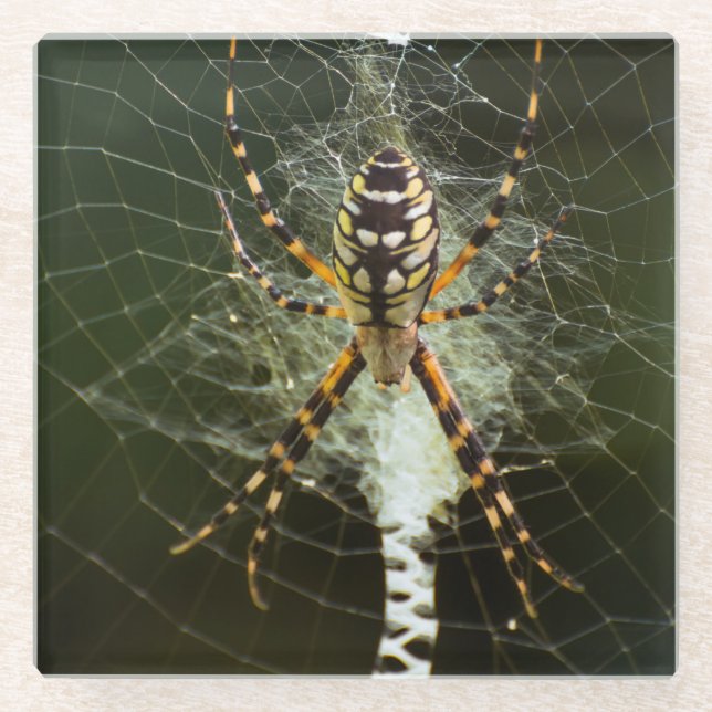 Yellow garden spider on web in dark glass coaster (Front)