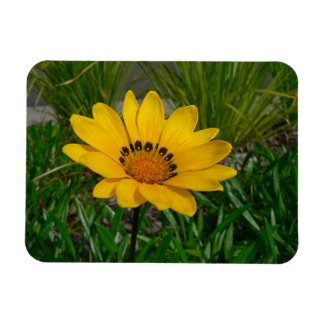 Yellow Gazania Daisy Flower Magnet