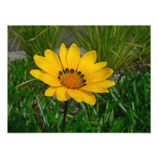 Yellow Gazania Daisy Flower Photo Print
