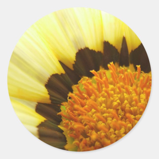 Yellow Gazania Sticker (Front)