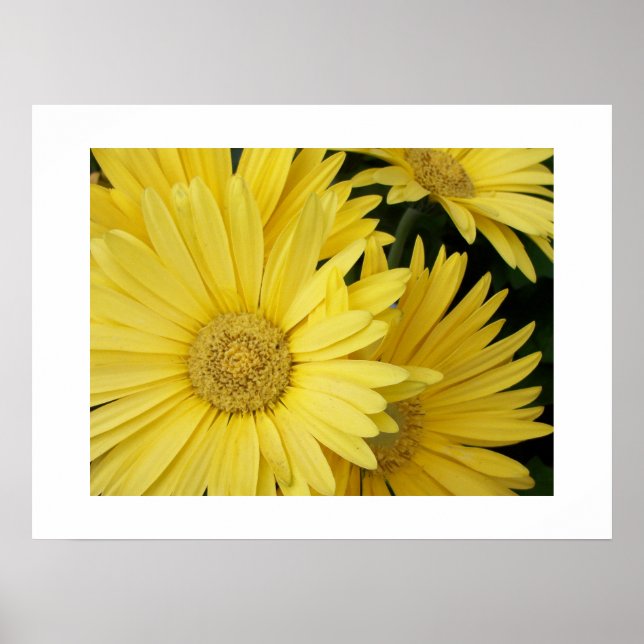 Yellow Gebera Daisies Poster (Front)