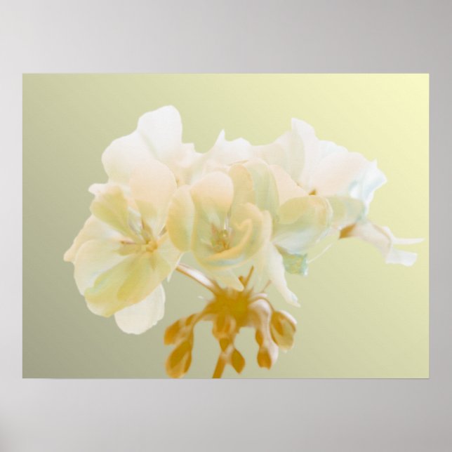 Yellow Geranium Poster (Front)