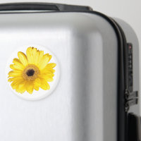 Yellow Gerber Daisy Flower Close-Up Photograph