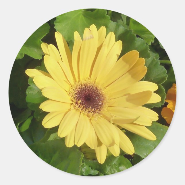 Yellow Gerber Daisy Sticker (Front)
