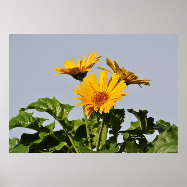 Yellow Gerbera Daisies Poster (Front)