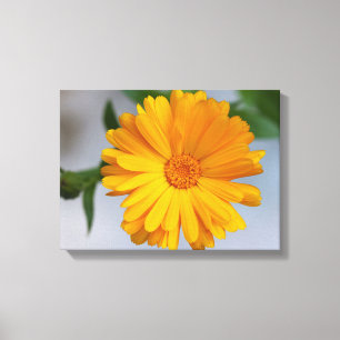 Yellow Gerbera Daisy Wildflower Canvas Print
