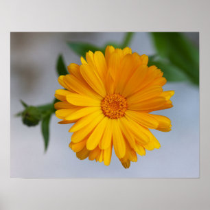 Yellow Gerbera Daisy Wildflower Poster