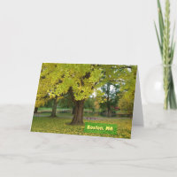 Yellow Gingko Tree