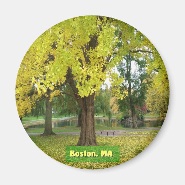 Yellow Gingko Tree Magnet (Front)