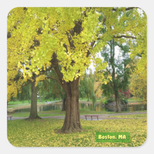 Yellow Gingko Tree Square Sticker