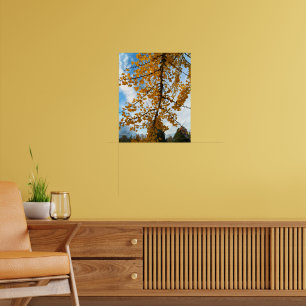 Yellow Ginkgo Leaves Photographic Poster