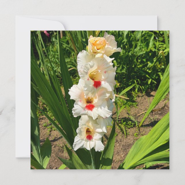 Yellow gladiolus in my garden card (Front)