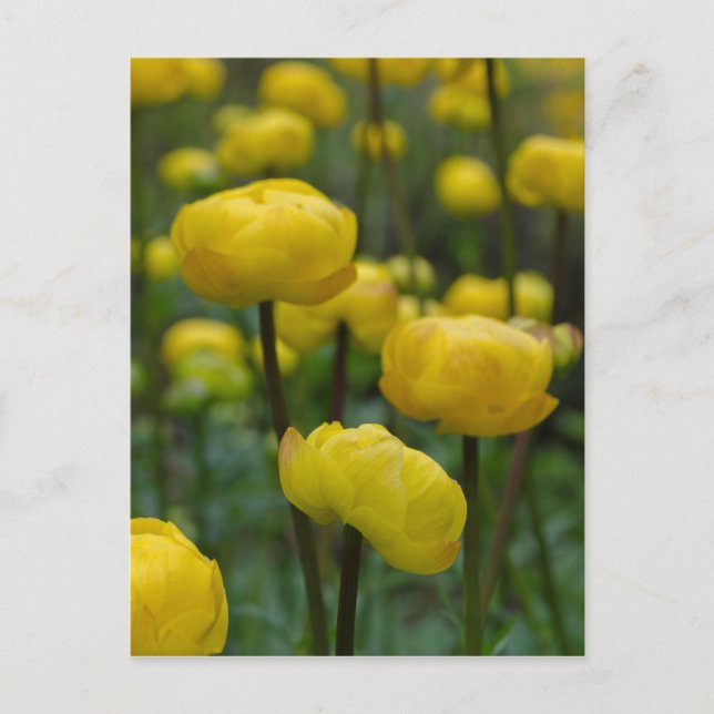 Yellow Globe Flower Postcard (Front)