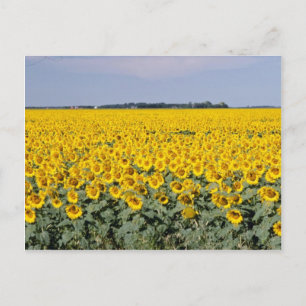 yellow Golden field of sunflowers, Manitoba flower Postcard