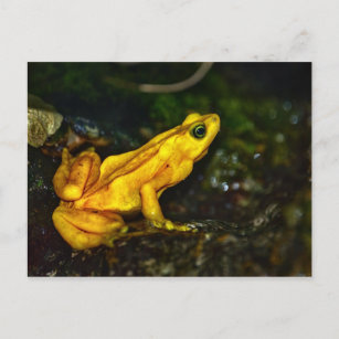Yellow Golden Poison Frog Postcard