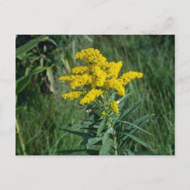 yellow Goldenrod (Solidago Sp.) flowers Postcard (Front)
