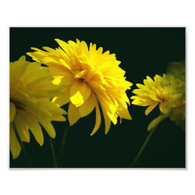 Yellow Goldquell Flowers In Sunshine 8x10 Photo Print (Front)