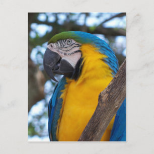 Yellow green and blue tropical Macaw Postcard