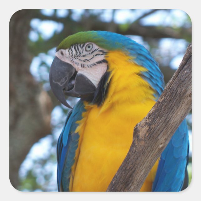 Yellow green and blue tropical Macaw Square Sticker (Front)