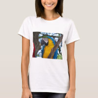 Yellow green and blue tropical Macaw