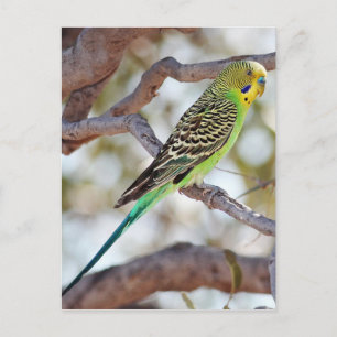Yellow-Green Budgerigar Postcard