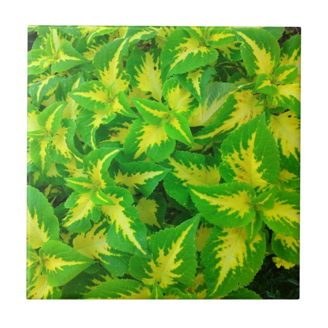 Yellow Green Coleus Flower Tropical Tile (Front)