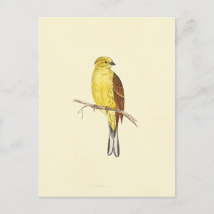 Yellow Hammer Bird Vintage Illustration Postcard