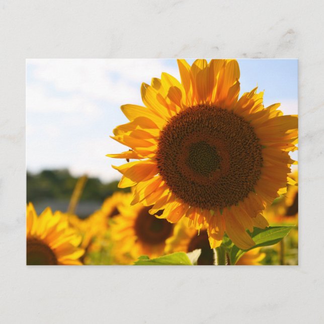 Yellow Hardy Sunflower Art Best Sunflower Photos Postcard (Front)