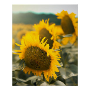 Yellow Hardy Sunflower Art Best Sunflower Photos Poster