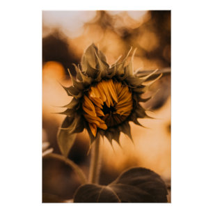 Yellow Hardy Sunflower Art Best Sunflower Photos Poster