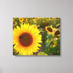 Yellow Hardy Sunflower Best Sunflower Photos Canvas Print