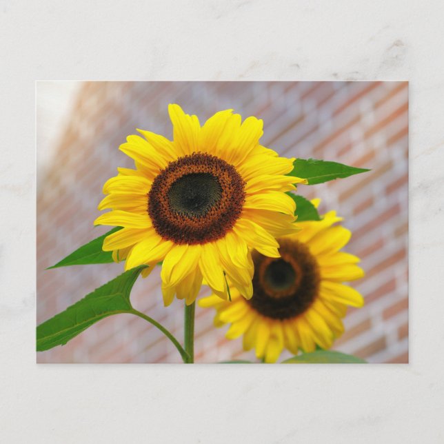 Yellow Hardy Sunflower Best Sunflower Photos Postcard (Front)