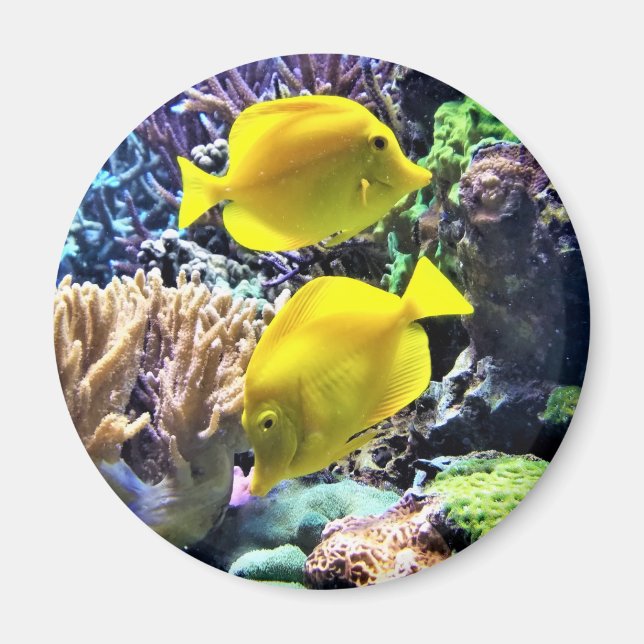 Yellow Hawaiian Tang Fish Magnet (Front)