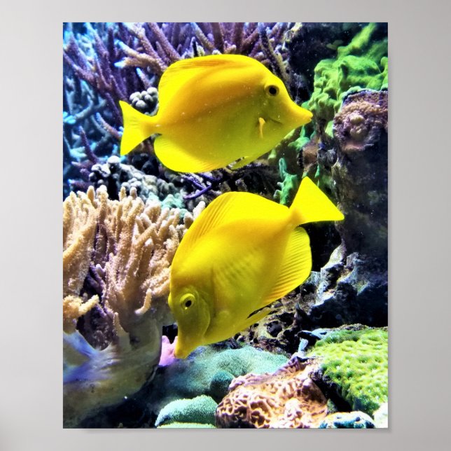Yellow Hawaiian Tang Fish Poster (Front)