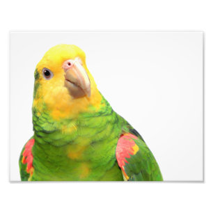 Yellow-headed amazon photo print