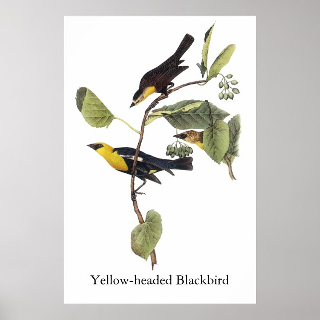 Yellow-headed Blackbird - John Audubon Poster (Front)
