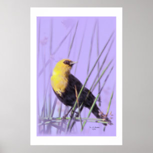 Yellow-Headed Blackbird...Print. Poster