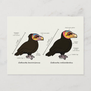 Yellow-headed Greater v Lesser Postcard