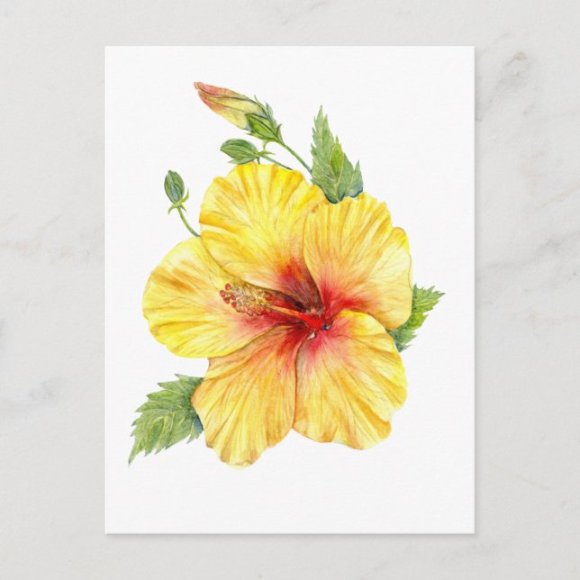 Yellow Hibiscus Botanical Art Postcard (Front)
