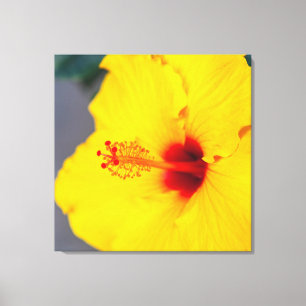 Yellow Hibiscus Canvas Print