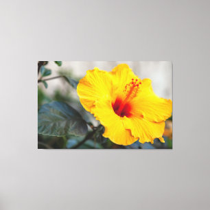 Yellow Hibiscus  Canvas Print