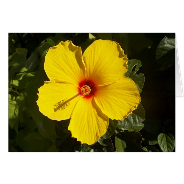 Yellow Hibiscus Flower (Front Horizontal)