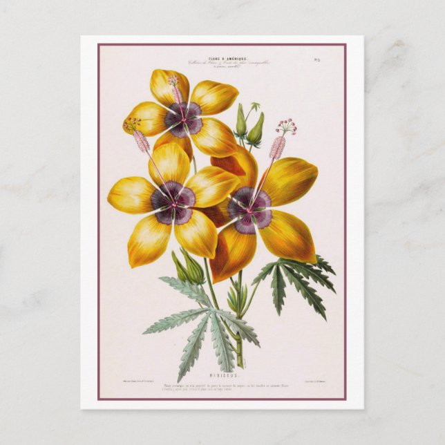 Yellow Hibiscus Flower Botanical Drawing Postcard (Front)