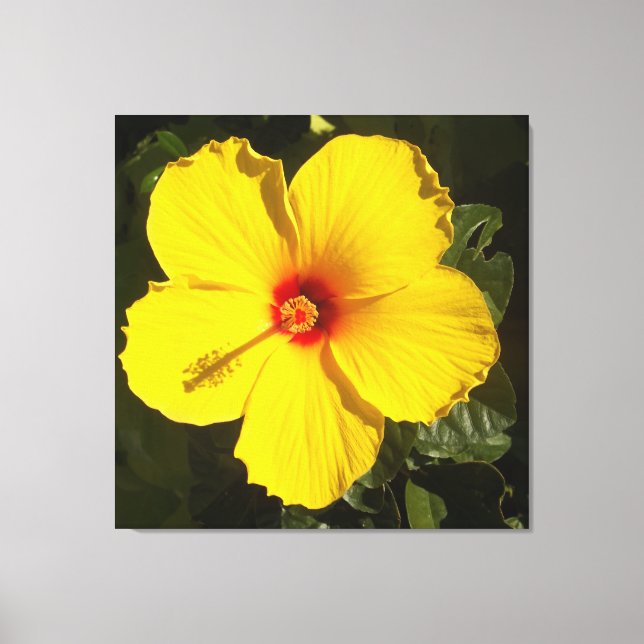 Yellow Hibiscus Flower Canvas Print (Front)