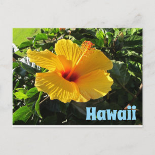 Yellow Hibiscus Flower Hawaii Postcard