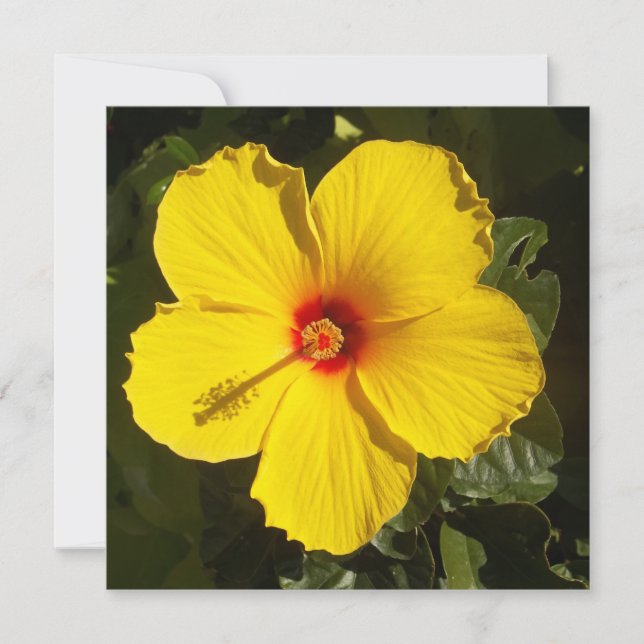 Yellow Hibiscus Flower Invitation (Front)