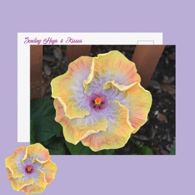 Yellow Hibiscus Flower Photographic Botanical Postcard (Creator Uploaded)