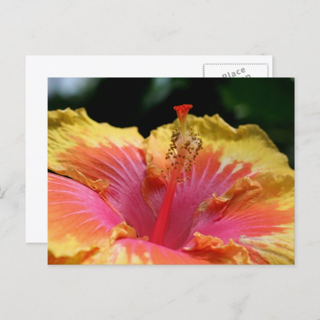 Yellow Hibiscus Flower Photography  Postcard (Front/Back)