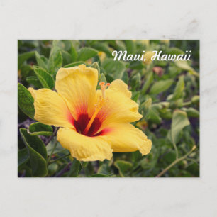 Yellow Hibiscus Flower Postcard