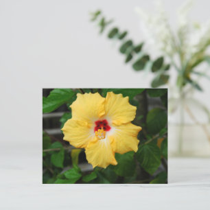 Yellow Hibiscus flower Postcard